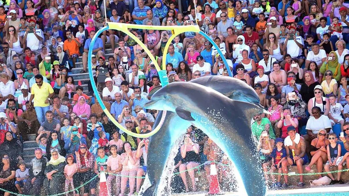 Spectacol cu Delfini în Hurghada – 1 oră